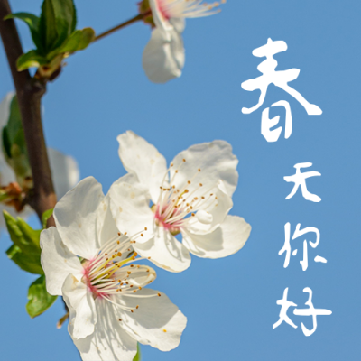 春天祝福2月你好实景植物清新公众号次图 模板ID:5510