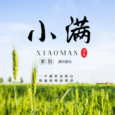 中国二十四节气小满夏季水稻实景方形海报 模板ID：34194