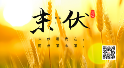 末伏节气日签二维码海报 模板ID：56286