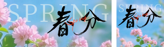 春分实景风景花朵公众号双封面 模板ID:s5105