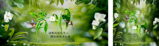 清明节树叶节气公众号双封面 模板ID：s5171