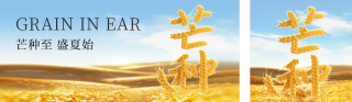 芒种节气创意祝福公众号双封面 模板ID:s5559