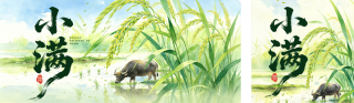 手绘清新小满节气祝福公众号双封面 模板ID:s8086