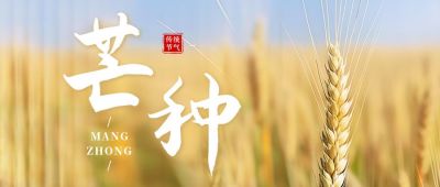 芒种节气麦穗实景公众号首图 模板ID：52473