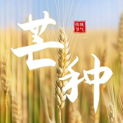 芒种节气麦穗实景公众号次图 模板ID：52474