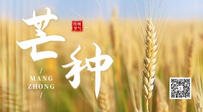 芒种节气麦穗实景二维码海报 模板ID：52475