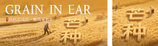 芒种节气创意祝福公众号双封面 模板ID：s5554
